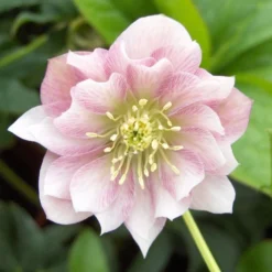 Connoisseur Helleborus Plants Collection - Pack Of FOUR Assorted Double Ellen Hellebore Plants -Outlet Plant Store double ellen pink 2