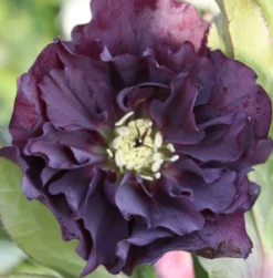 Connoisseur Helleborus Plants Collection - Pack Of FOUR Assorted Double Ellen Hellebore Plants -Outlet Plant Store double ellen purple 2