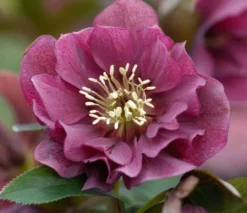 Connoisseur Helleborus Plants Collection - Pack Of FOUR Assorted Double Ellen Hellebore Plants -Outlet Plant Store double ellen red 2