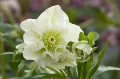 Connoisseur Helleborus Plants Collection - Pack Of FOUR Assorted Double Ellen Hellebore Plants -Outlet Plant Store double ellen white 2