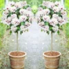 Pair Of Patio Standard Hibiscus Trees - Double Ice Cream