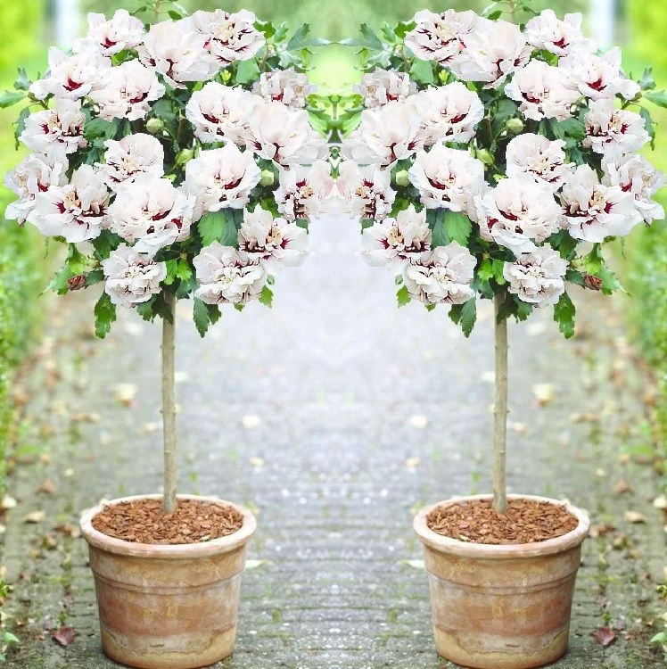 Pair Of Patio Standard Hibiscus Trees - Double Ice Cream 1 Pair Of Patio Standard Hibiscus Trees - Double Ice Cream