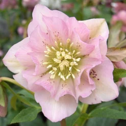 Connoisseur Helleborus Plants Collection - Pack Of FOUR Assorted Double Ellen Hellebore Plants -Outlet Plant Store double ellen pink 0009367 1