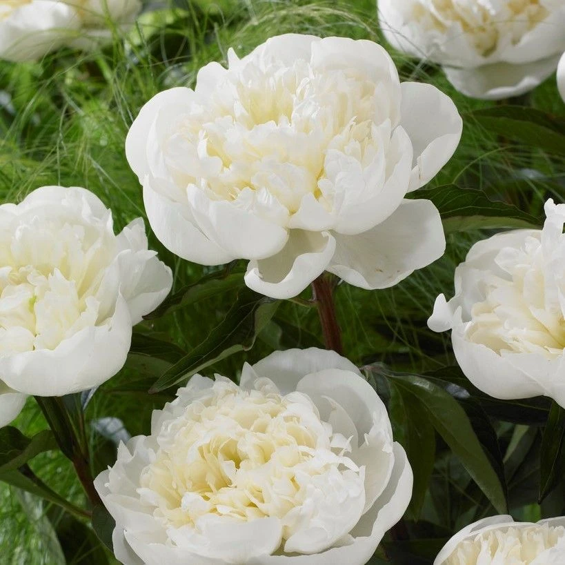 Paeonia Lactiflora Duchesse De Nemour - Large Flowered White Peony 1 Paeonia Lactiflora Duchesse De Nemour - Large Flowered White Peony