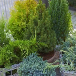 Dwarf Slow Growing Conifers - Collection Of 5 Different Contrasting Plants 7 Dwarf Slow Growing Conifers - Collection Of 5 Different Contrasting Plants -Outlet Plant Store dwarf slow growing 1 1