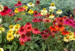 BULK PACK - Echinacea Cheyenne Spirit - Pack Of FIFTEEN Coneflower Plants In Amazing Colours -Outlet Plant Store echinacea cs2x750 1
