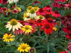 BULK PACK - Echinacea Cheyenne Spirit - Pack Of FIFTEEN Coneflower Plants In Amazing Colours -Outlet Plant Store echinacea cs4x750 1