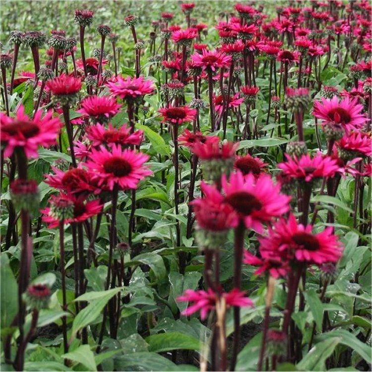Echinacea Fatal Attraction - Black Stem Purple Cone Flower 1 Echinacea Fatal Attraction - Black Stem Purple Cone Flower