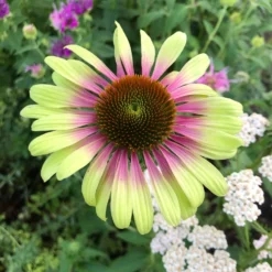 Echinacea Purpurea Green Twister - Cone Flower Plants -Outlet Plant Store echinacea green twister 2 scaled