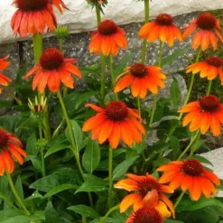 Echinacea Sunacea Arches - Orange Cone Flower - Pack Of THREE Plants