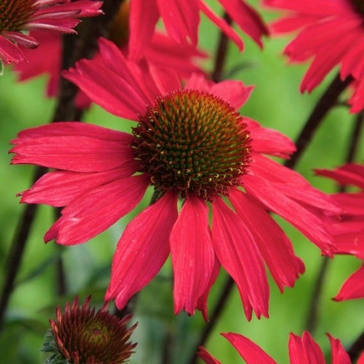 Echinacea Purpurea Sensation Pink 1 Echinacea Purpurea Sensation Pink