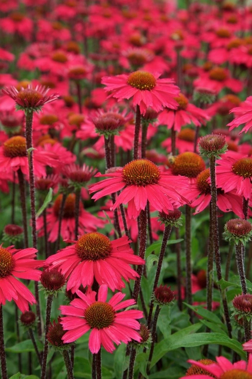 Echinacea Purpurea Sensation Pink 2 Echinacea Purpurea Sensation Pink - Image 2