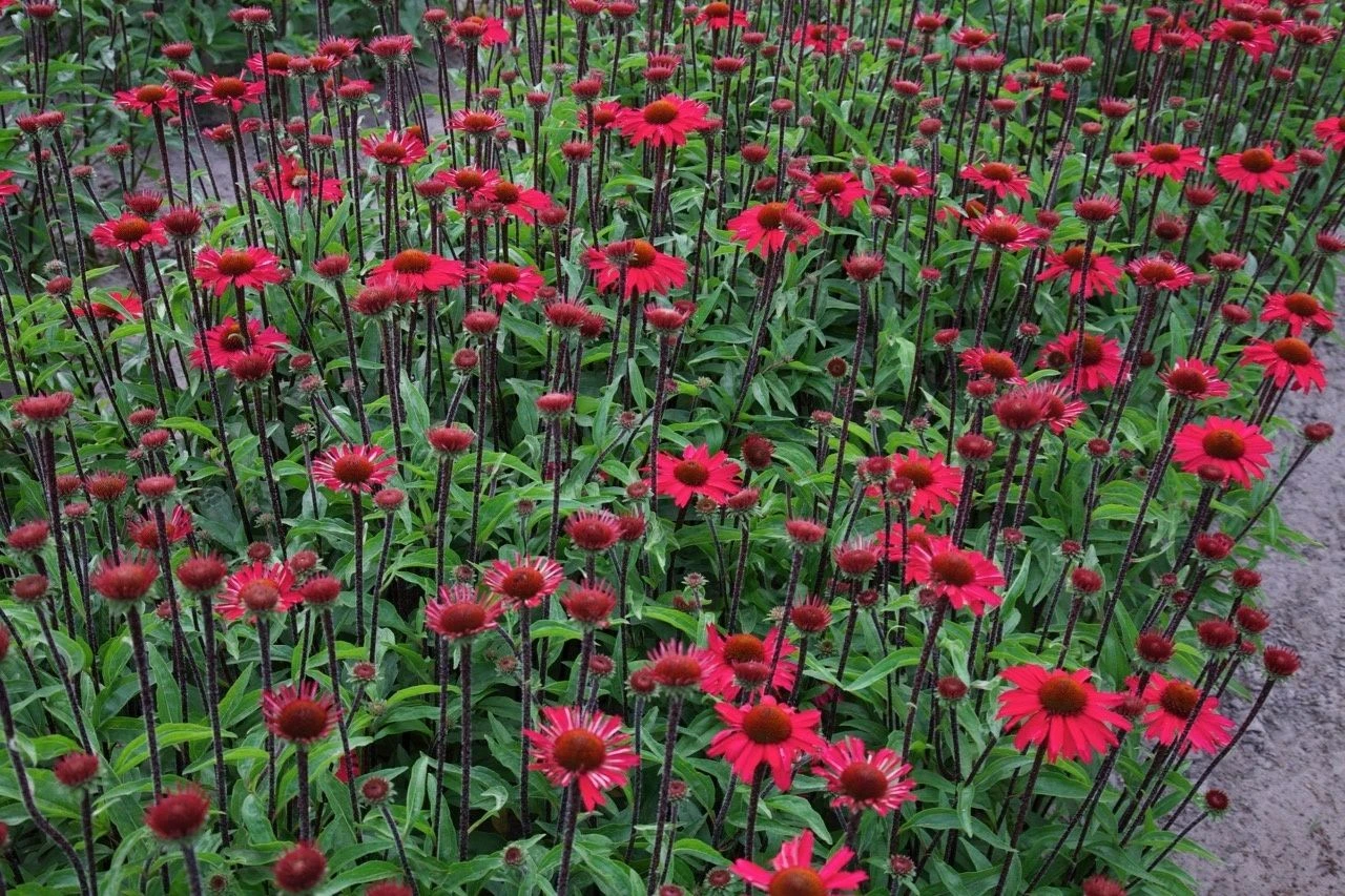 Echinacea Purpurea Sensation Pink 8 Echinacea Purpurea Sensation Pink - Image 8