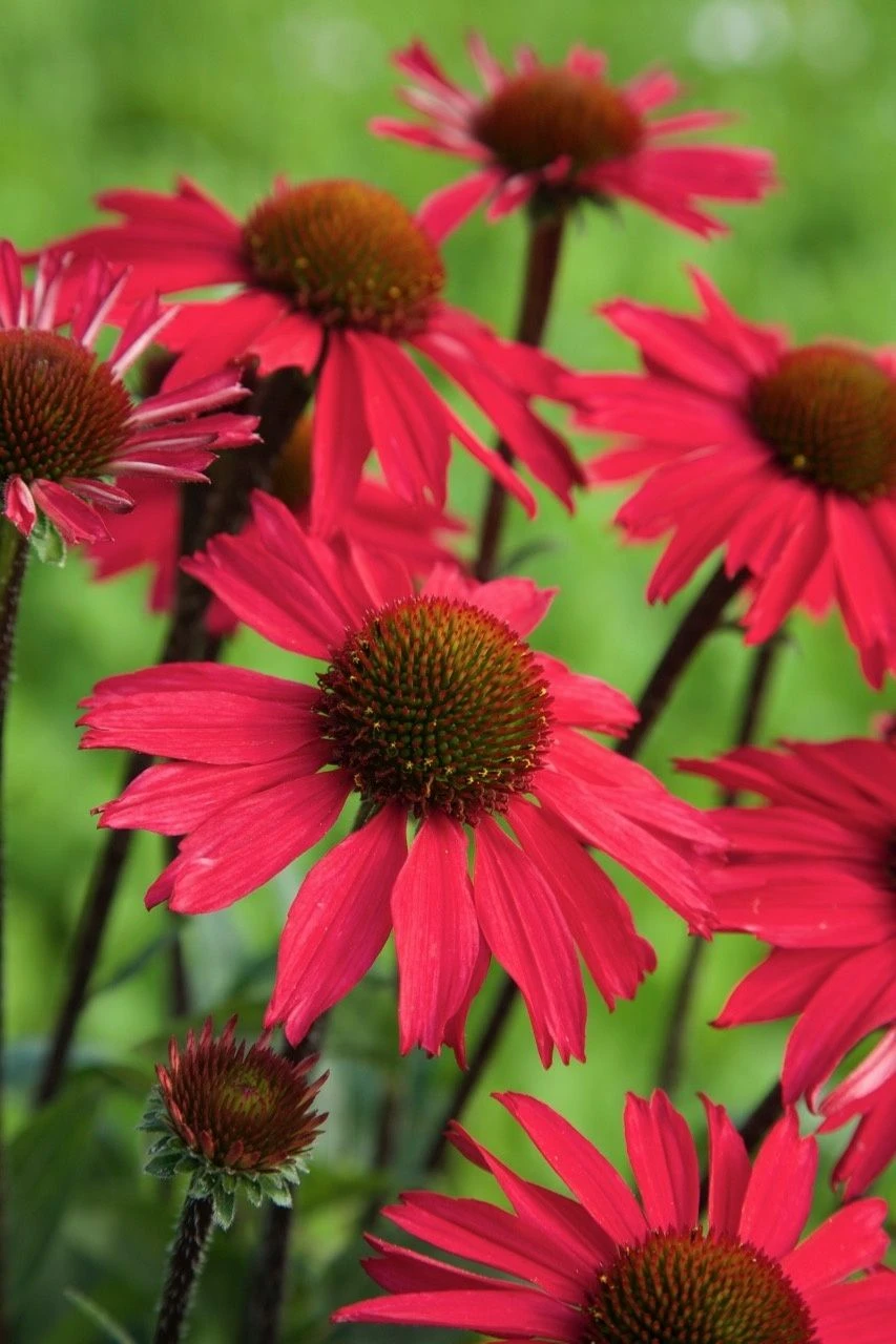 Echinacea Purpurea Sensation Pink 6 Echinacea Purpurea Sensation Pink - Image 6