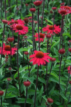 Echinacea Purpurea Sensation Pink 13 Echinacea Purpurea Sensation Pink -Outlet Plant Store echinacea sensation pink3