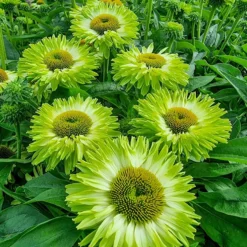 Echinacea Sunseekers 'Apple Green '