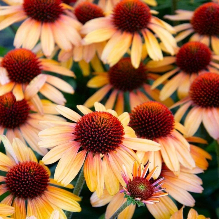 Echinacea Tiger Eyes - Coneflower Plants 1 Echinacea Tiger Eyes - Coneflower Plants