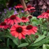 Echinacea 'Vintage Red'