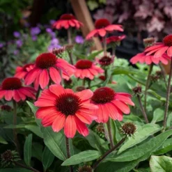 Echinacea 'Vintage Red'