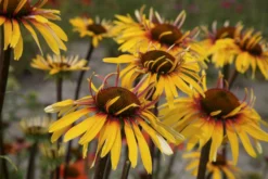 Echinacea Purpurea Sensation Pink 19 Echinacea Purpurea Sensation Pink -Outlet Plant Store echinacea funky yellow cu2 1 scaled