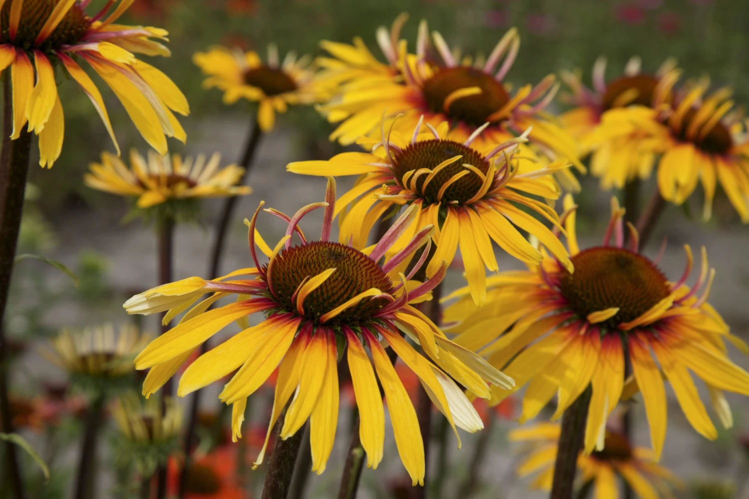 Echinacea Purpurea Sensation Pink 10 Echinacea Purpurea Sensation Pink - Image 10