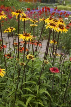 Echinacea Purpurea Sensation Pink 18 Echinacea Purpurea Sensation Pink -Outlet Plant Store echinacea funky yellow fp 1 scaled