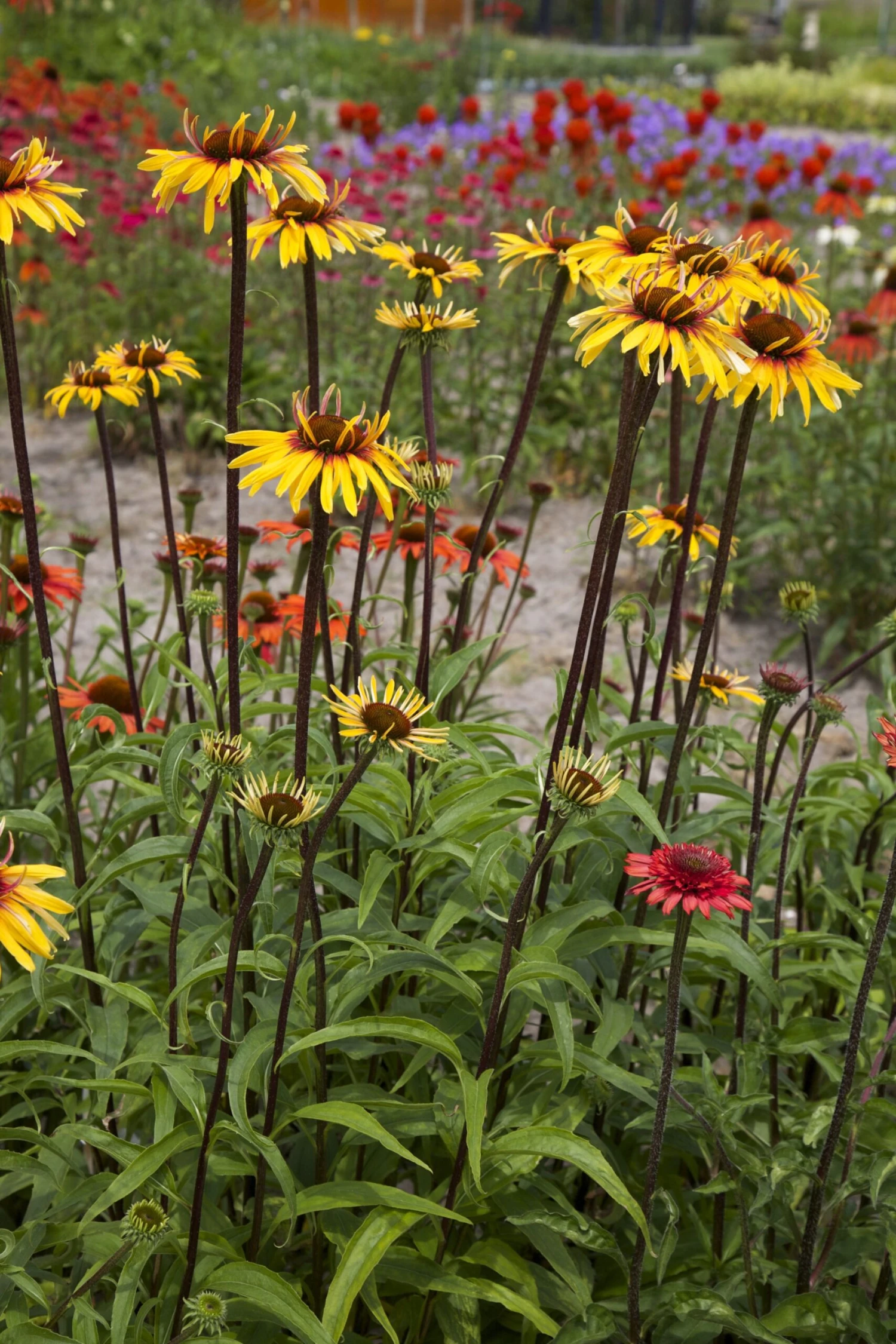 Echinacea Purpurea Sensation Pink 9 Echinacea Purpurea Sensation Pink - Image 9
