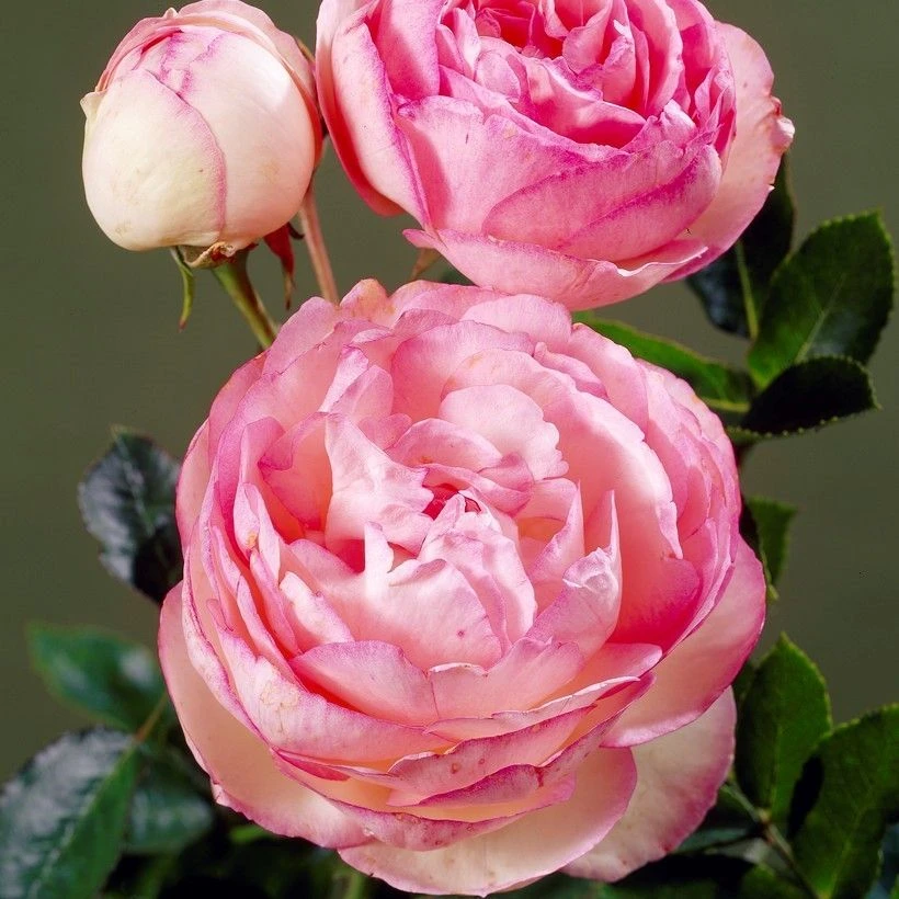 Large 5-6ft Specimen Climbing Rose - Eden Rose 2 Large 5-6ft Specimen Climbing Rose - Eden Rose - Image 2