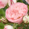 Large 5-6ft Specimen Climbing Rose - Eden Rose