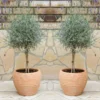 Pair Of Beautiful English Lavender Trees - Lavandula Angustifolia