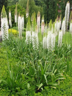 Eremurus Line Dance - Foxtail Lily -Outlet Plant Store eremurus line dance 1 scaled