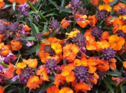 Erysimum Apricot Twist - In Bud And Bloom -Outlet Plant Store erysimum apricot twist1