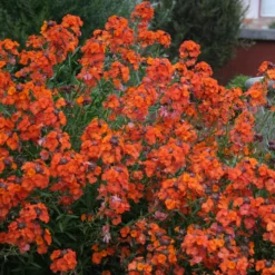 Erysimum Apricot Twist - In Bud And Bloom -Outlet Plant Store erysimum apricot twist2