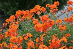 Erysimum Apricot Twist - In Bud And Bloom -Outlet Plant Store erysimum apricot twist3 scaled