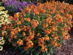 Erysimum Apricot Twist - In Bud And Bloom -Outlet Plant Store erysimum apricot twist4