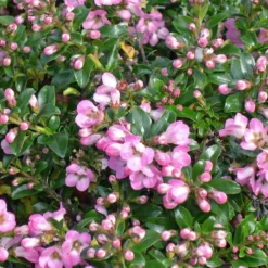 Bargain Hardy Flowering Shrub Collection - Selection Of FIVE Garden Shrubs 17 Bargain Hardy Flowering Shrub Collection - Selection Of FIVE Garden Shrubs -Outlet Plant Store escallonia apple blossom2