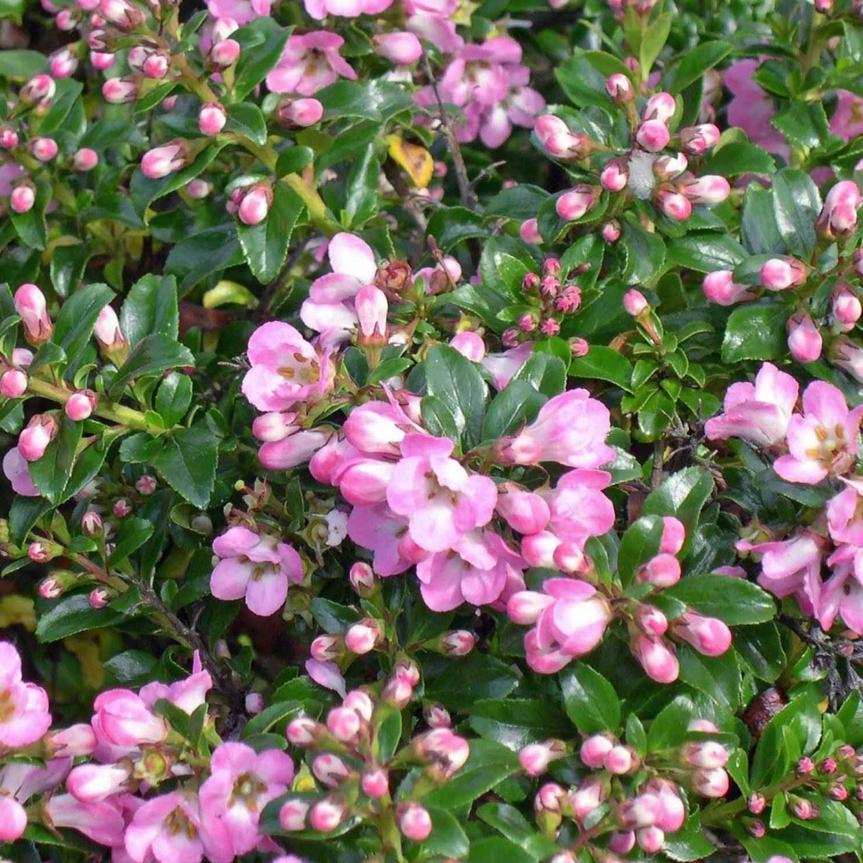 Bargain Hardy Flowering Shrub Collection - Selection Of FIVE Garden Shrubs 8 Bargain Hardy Flowering Shrub Collection - Selection Of FIVE Garden Shrubs - Image 8