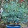 Evergreen Dwarf Cider Gum - Eucalyptus Gunnii France Bleu