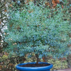 Evergreen Dwarf Cider Gum - Eucalyptus Gunnii France Bleu