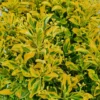 Euonymus Japonica Elegantissimus Aureus - LARGE SPECIMEN Circa 80-120cms Tall