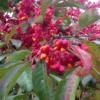 Euonymus Europaeus 'Red Cascade'