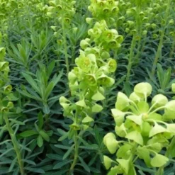 Euphorbia Characias Humpty Dumpty - Dwarf Spurge -Outlet Plant Store euphorbia humpty dumpty 1