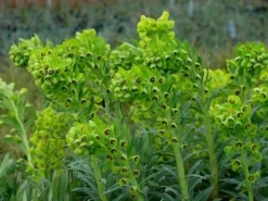 Euphorbia Characias Humpty Dumpty - Dwarf Spurge -Outlet Plant Store euphorbia humpty dumpty 2