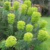 Euphorbia Characias Humpty Dumpty - Dwarf Spurge