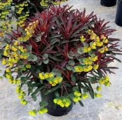 Euphorbia Miners Merlot -Outlet Plant Store euphorbia miners merlot 5