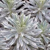 Euphorbia Characias 'Silver Swan' - Variegated Spurge