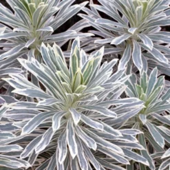 Euphorbia Characias 'Silver Swan' - Variegated Spurge