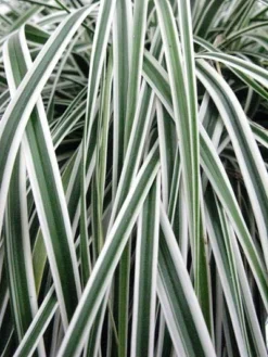Carex ‘Everest’ - Evergreen Japanese Sedge - Pack Of THREE 5 Carex ‘Everest’ - Evergreen Japanese Sedge - Pack Of THREE -Outlet Plant Store evercolor carex everest 2 1