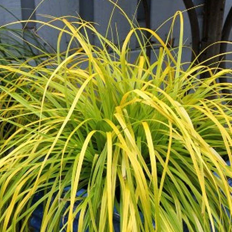 Carex ‘Everillo’ - Evergreen Japanese Sedge - Pack Of THREE Plants 2 Carex ‘Everillo’ - Evergreen Japanese Sedge - Pack Of THREE Plants - Image 2