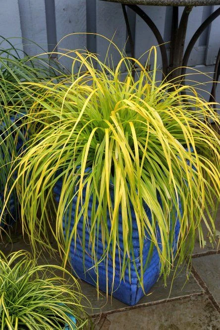 Carex ‘Everillo’ - Evergreen Japanese Sedge - Pack Of THREE Plants 1 Carex ‘Everillo’ - Evergreen Japanese Sedge - Pack Of THREE Plants